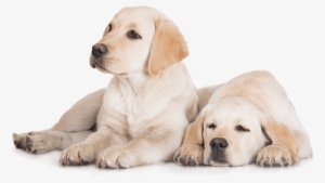Labradors