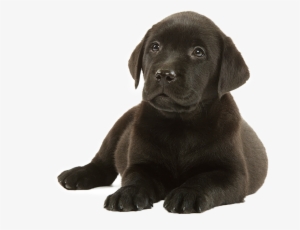 Labradors Gobble Their Food - Labrador Retriever