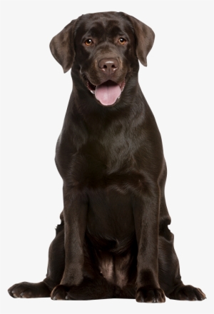 Attentive Chocolate Labrador Retreiver - Capa De Almofadas Decorativas Coloridas Cachorro Labrador