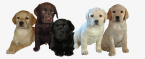 Labrador Breeder Scotland - Labrador Puppies For Sale Scotland