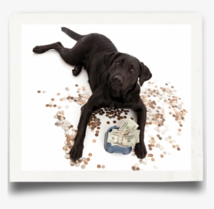 Donation Labrador Rescue - Raw Feeding