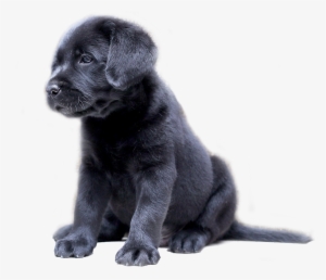 Labrador Lovers - Black Labrador Puppy Png