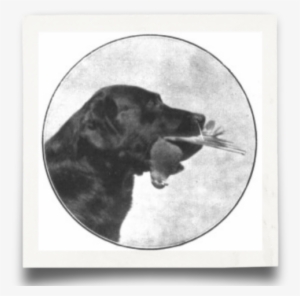 What Is A Labrador - Labrador Retriever