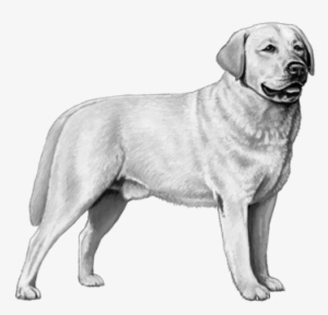Labrador Retriever - B&w - Labrador Retriever Dog Counted Cross Stitch Pattern