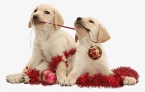 0 150c07 71866ec8 Orig - Yellow Lab Puppies Christmas