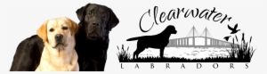 Clearwater Labradors - Labrador Retriever