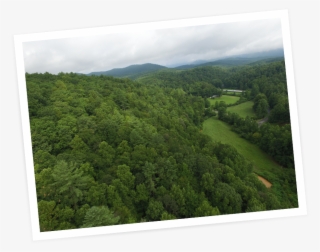 Picture-dropshadow - Conifer