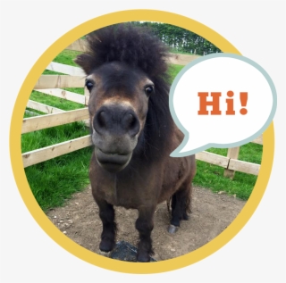 Little Alf Says Hello - Burro