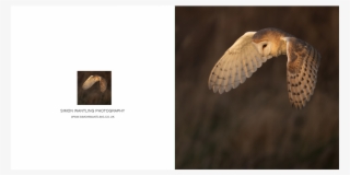 Barn Owl Png