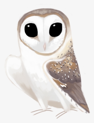Eastern Barn Owl Tyto Delicatula - Barn Owl