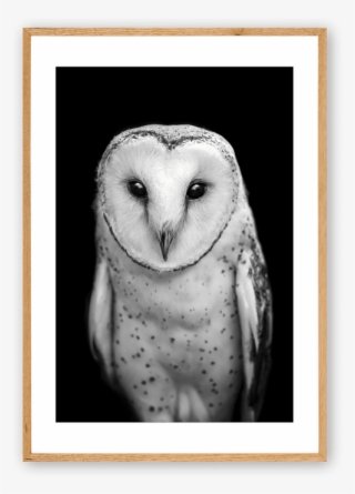 Tinker Owl Framed - Black And White Barn Owl