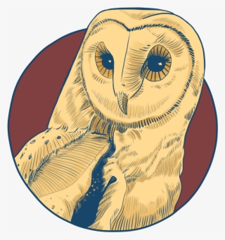 Barn Owl