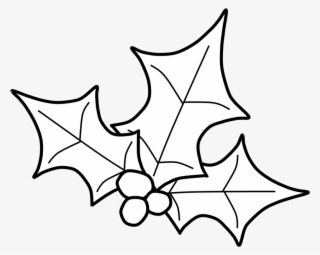 Holly, Berries, Leaves Spread, Black And White, Png - Sketch