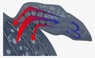 A Diagram Of Heat Flow In A Turtle's Flipper - Graphic Design