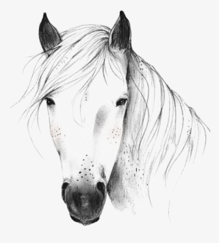 Horse Png & Horse Clipart Transparent - Wild Horse Head Black And White
