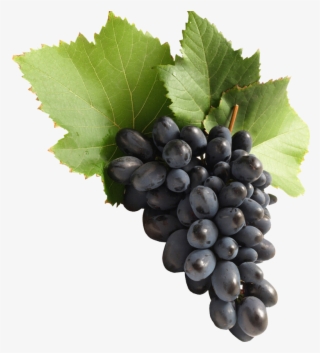 Uvas Moradas Png