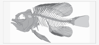 Pavarottia Maiseyi Sp - Sketch