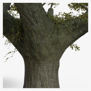 Huge Tree Branches To Base Closeup - Wood