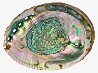 1336 X 986 4 - Transparent Abalone Shell