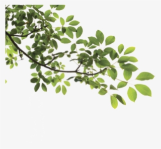Leaves And Branches Png