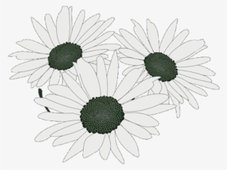 Flowers Sticker - Chamomile
