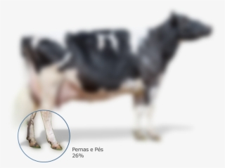 Passe O Mouse Sobre A Vaca Abaixo Para Visualizar As - Working Animal