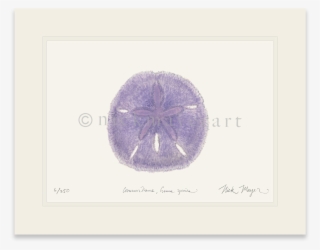 Purple Sand Dollar - Sand Dollar