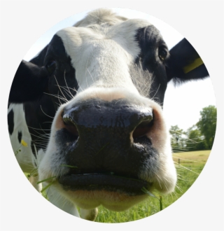 Vaca Sticker
