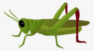 Grasshopper Png