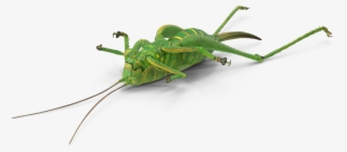 Cricket