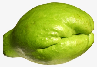 Fresh Chayote Png Image - Squash Chow Chow