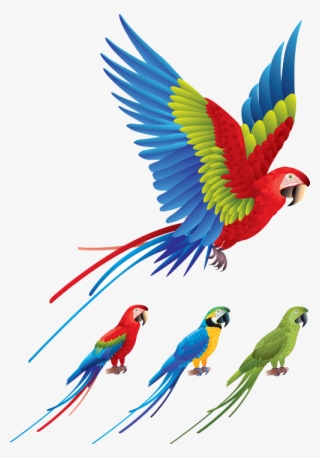 500 X 717 6 - Color Birds