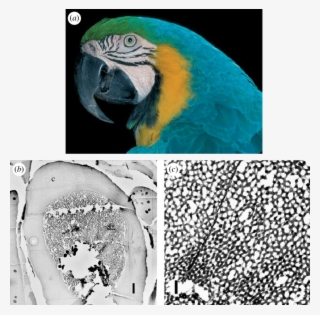 Adult Blue And Yellow Macaw (a - Macaw
