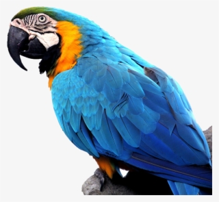 Macaw On Branch - Macaw