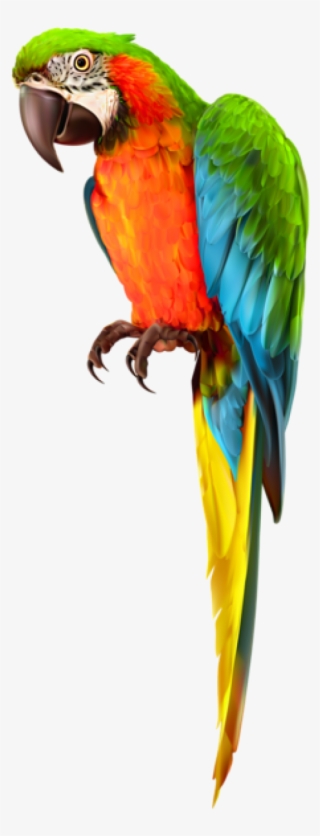 Free Png Download Parrot Transparent Png Images Background - Macaw