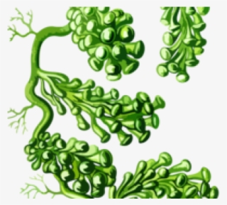 Seaweed Clipart Kelp Forest - เมั ด สี ของ พืด