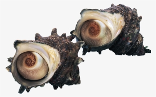 Beautiful Physical Sea Cucumber Static Png - 海鲜