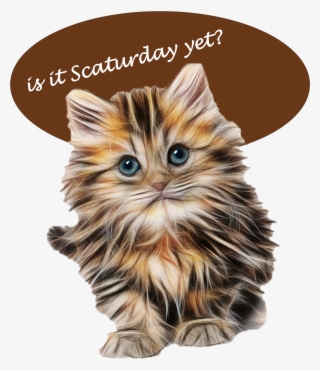 #funnycat - Fluffy Kittens