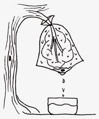 Drill A Hole In The Plastic Bag To Let The Water Drip - Sketch