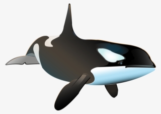 Killer Whale Inphography - Ballena Real Png