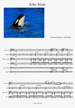 Uploaded On Mar 16, - Killer Whales