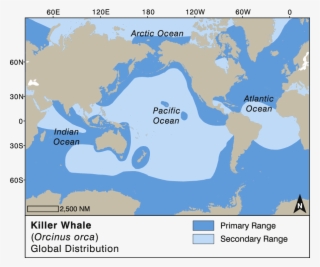 Killer Whale Global Distribution - Blue Whale Distribution