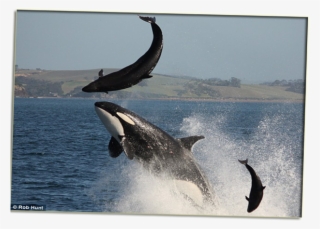 The Name 'killer Whale' Truly Starts From Spanish Whale - Orca Attack