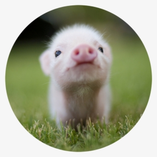 Pig Pink Cute Kawaii Heart Mud Dirty Pork Oink Animal - Small Cutest Pig