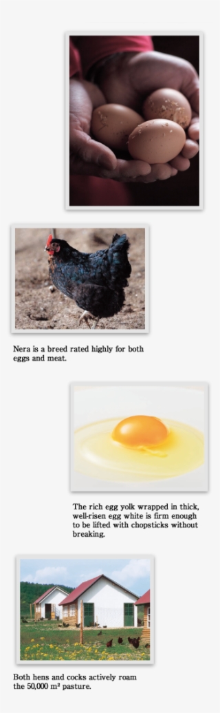 Nera Is A Breed Rated Highly For Both Eggs And Meat - Egg