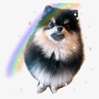 Cute Pic Of Animals - Bts V Dog Yeontan