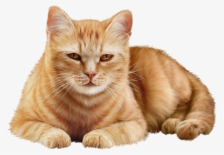 Pin By Lidia On - Tabby Cat