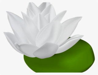 Original - Transparent Lily Pad Clipart