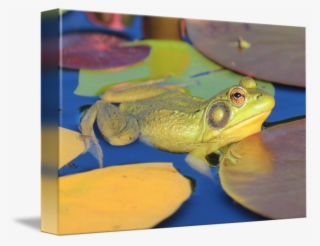 Banner Royalty Free Library Gettin The Eye By Eric - Bullfrog