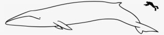 Open - Fin Whale